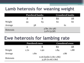 Lamb heterosis for weaning weight
Purebred lambs Crossbred lambs
A B BA AB
Weight 53 63 62 60
Average 58 61
Heterosis
3 lb...