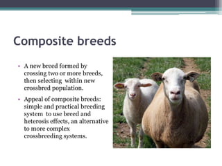 Composite breeds
• A new breed formed by
crossing two or more breeds,
then selecting within new
crossbred population.
• Ap...