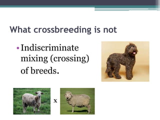 What crossbreeding is not
•Indiscriminate
mixing (crossing)
of breeds.
X
 