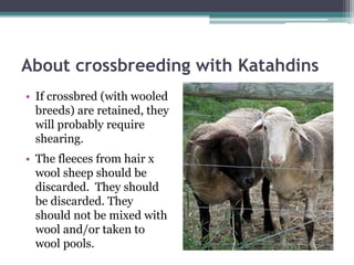 About crossbreeding with Katahdins
• If crossbred (with wooled
breeds) are retained, they
will probably require
shearing.
...