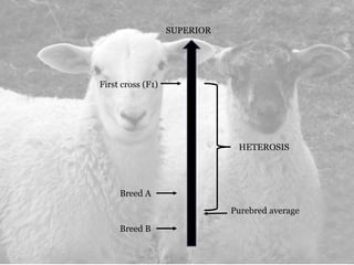 Breed A
Breed B
First cross (F1)
Purebred average
SUPERIOR
HETEROSIS
 