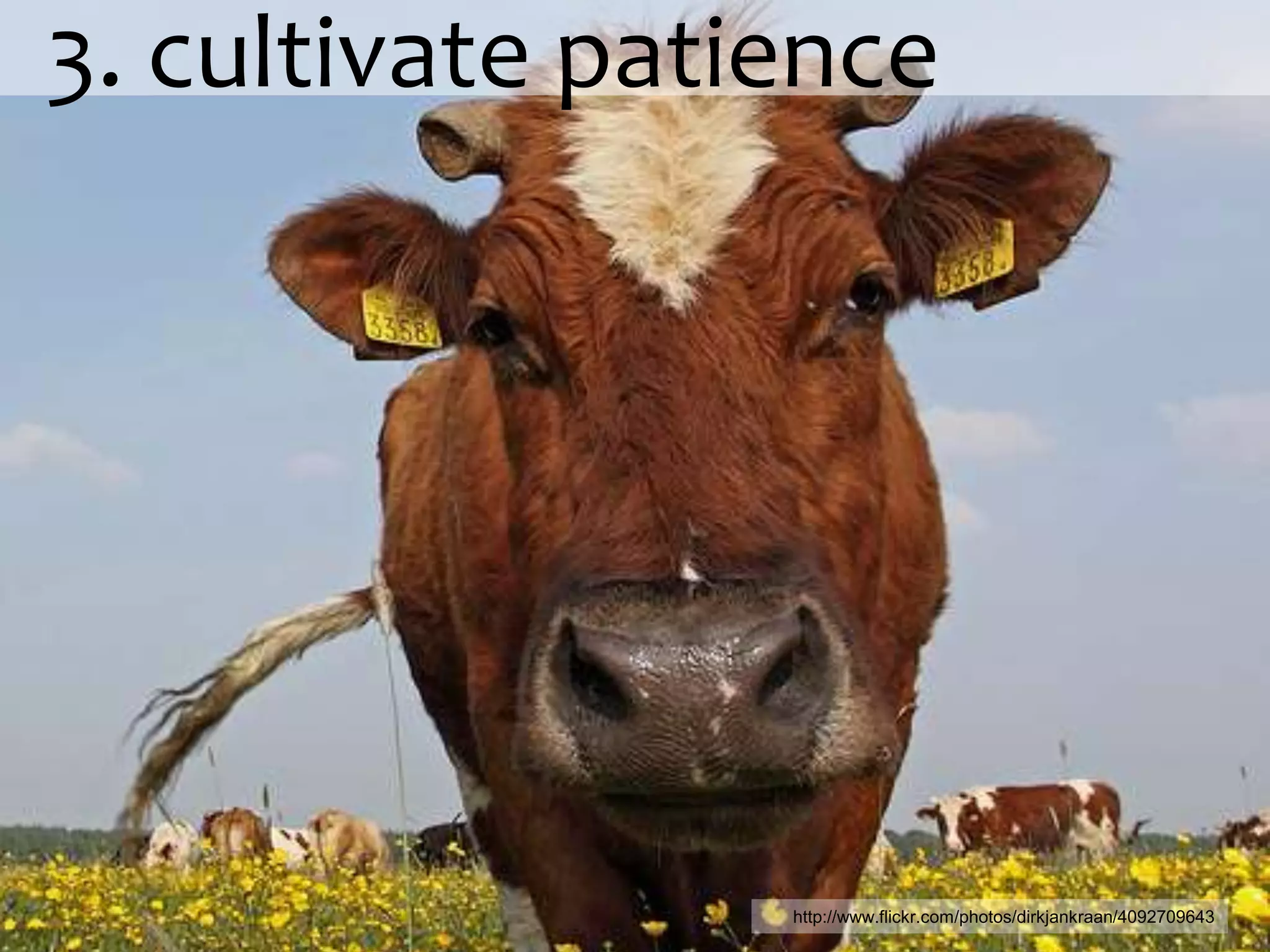   3. cultivate patiencehttp://www.flickr.com/photos/dirkjankraan/4092709643