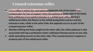 Crossed extention reflex | PDF
