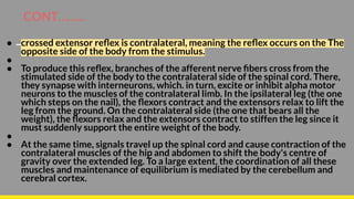 Crossed extention reflex | PDF