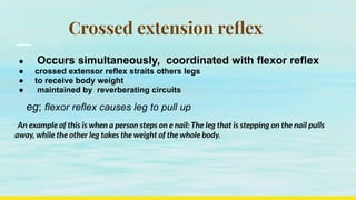 Crossed extention reflex | PDF