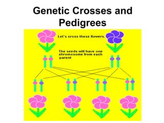 Genetic Crosses and
Pedigrees
 