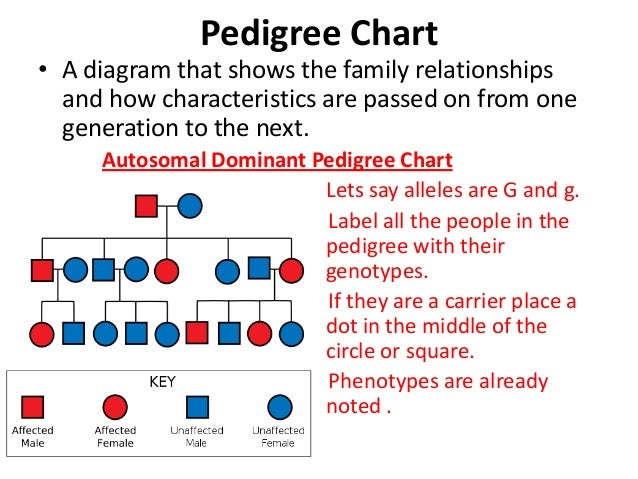 How To Label A Pedigree Chart