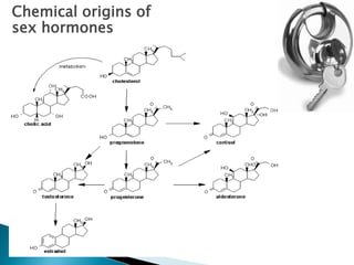 Chemical origins of
sex hormones
 
