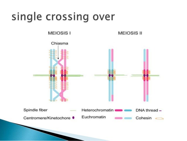 Crossing Over Biology