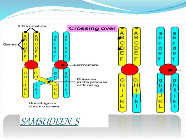 crossing over crossing over