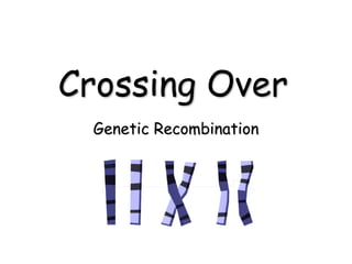 Crossing Over
Genetic Recombination
 