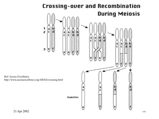 21 Apr 2002 16
Ref: Access Excellence
http://www.accessexcellence.org/AB/GG/crossing.html
 