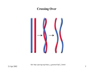 21 Apr 2002 5
Ref: http://gnn.tigr.org/whats_a_genome/Chp3_2.shtml
Crossing Over
 