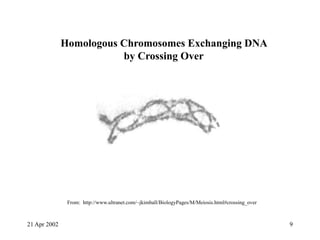 21 Apr 2002 9
Homologous Chromosomes Exchanging DNA
by Crossing Over
From: http://www.ultranet.com/~jkimball/BiologyPages/M/Meiosis.html#crossing_over
 