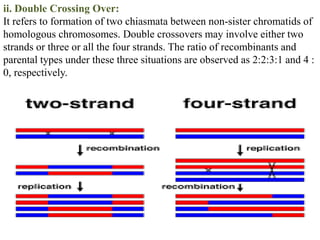 ii. Double Crossing Over:
It refers to formation of two chiasmata between non-sister chromatids of
homologous chromosomes. Double crossovers may involve either two
strands or three or all the four strands. The ratio of recombinants and
parental types under these three situations are observed as 2:2:3:1 and 4 :
0, respectively.
 
