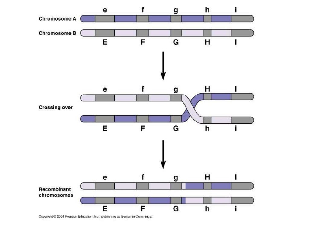 Crossing over and independent assortment