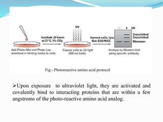 Photoreactive Paper Cross linking by Photo- reactive chemical analogues. | PPTX