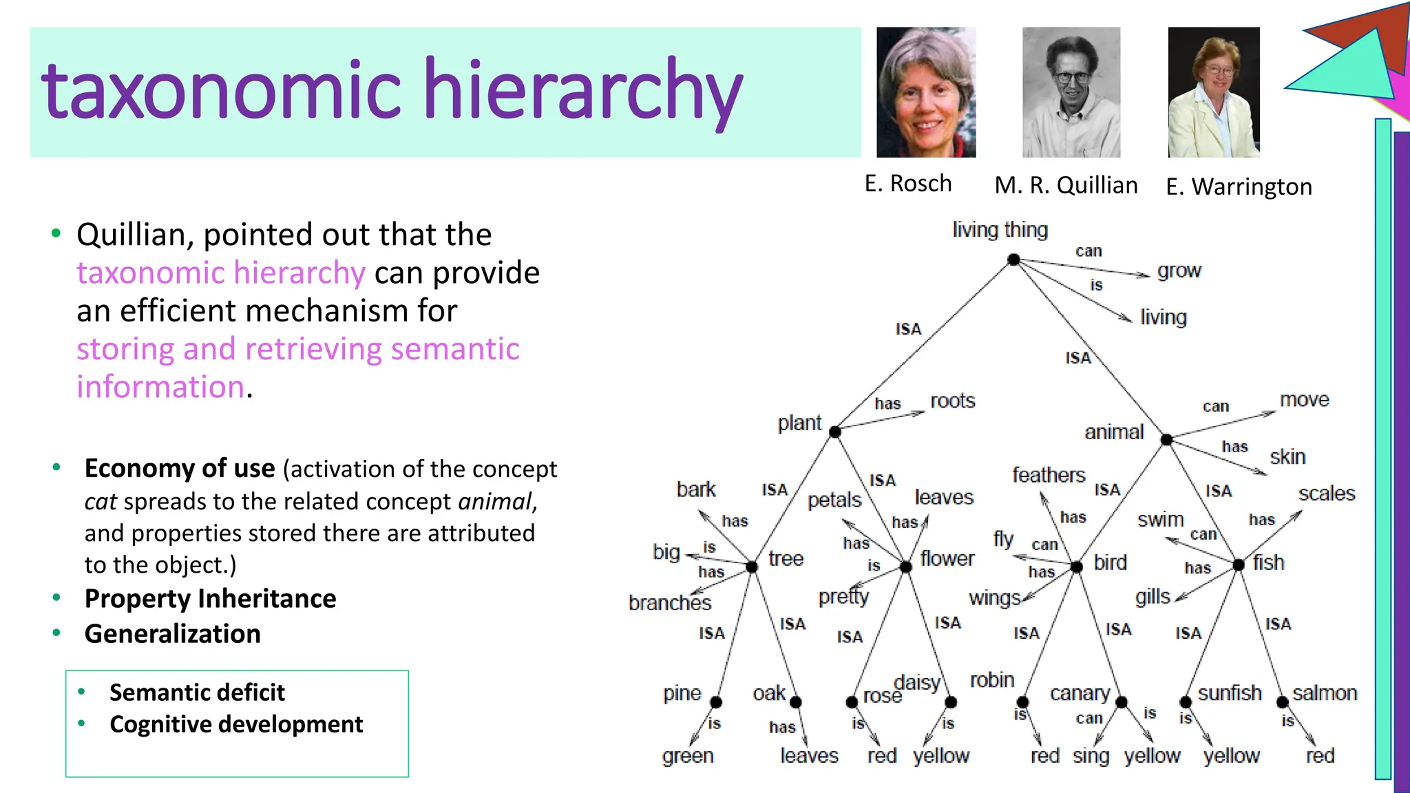 taxonomic hierarchy
• Quillian, pointed out that the
taxonomic hierarchy can provide
an efficient mechanism for
storing and retrieving semantic
information.
• Economy of use (activation of the concept
cat spreads to the related concept animal,
and properties stored there are attributed
to the object.)
• Property Inheritance
• Generalization
• Semantic deficit
• Cognitive development
E. Rosch M. R. Quillian E. Warrington
 