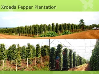 Xroads Pepper Plantation
 