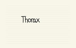 Thorax
 