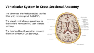 Comprehensive Cross-Sectional Anatomy and Physiology of the Human Brain ...