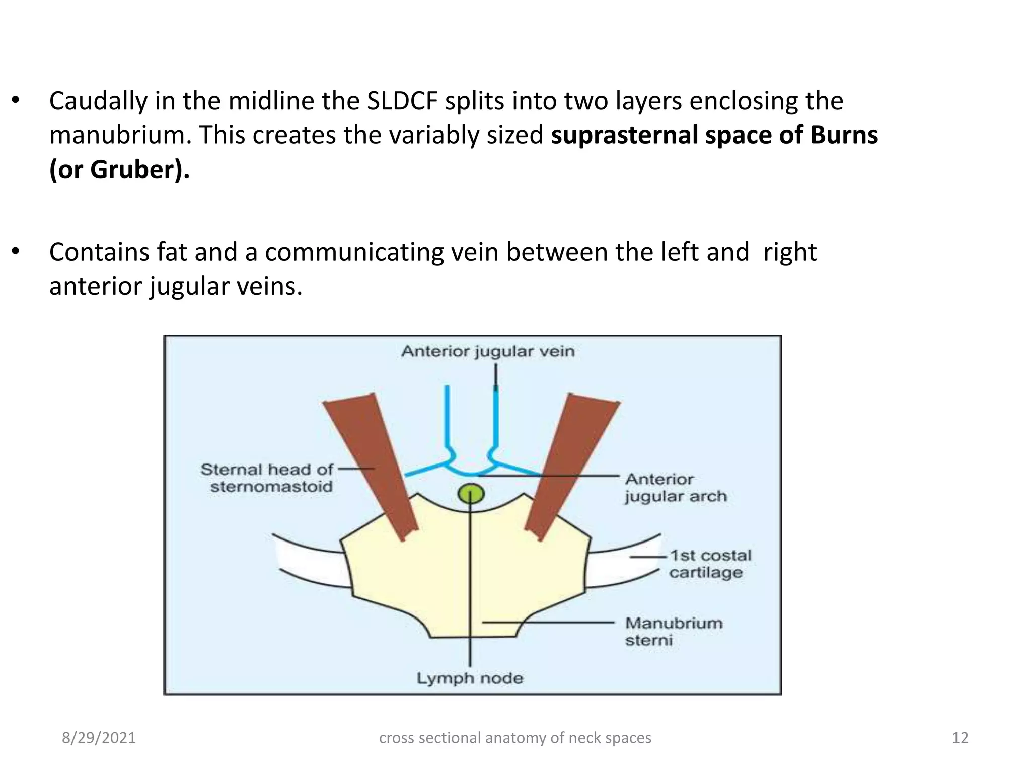 • Caudally in the midline the SLDCF splits into two layers enclosing the
manubrium. This creates the variably sized suprasternal space of Burns
(or Gruber).
• Contains fat and a communicating vein between the left and right
anterior jugular veins.
cross sectional anatomy of neck spaces 12
8/29/2021
 