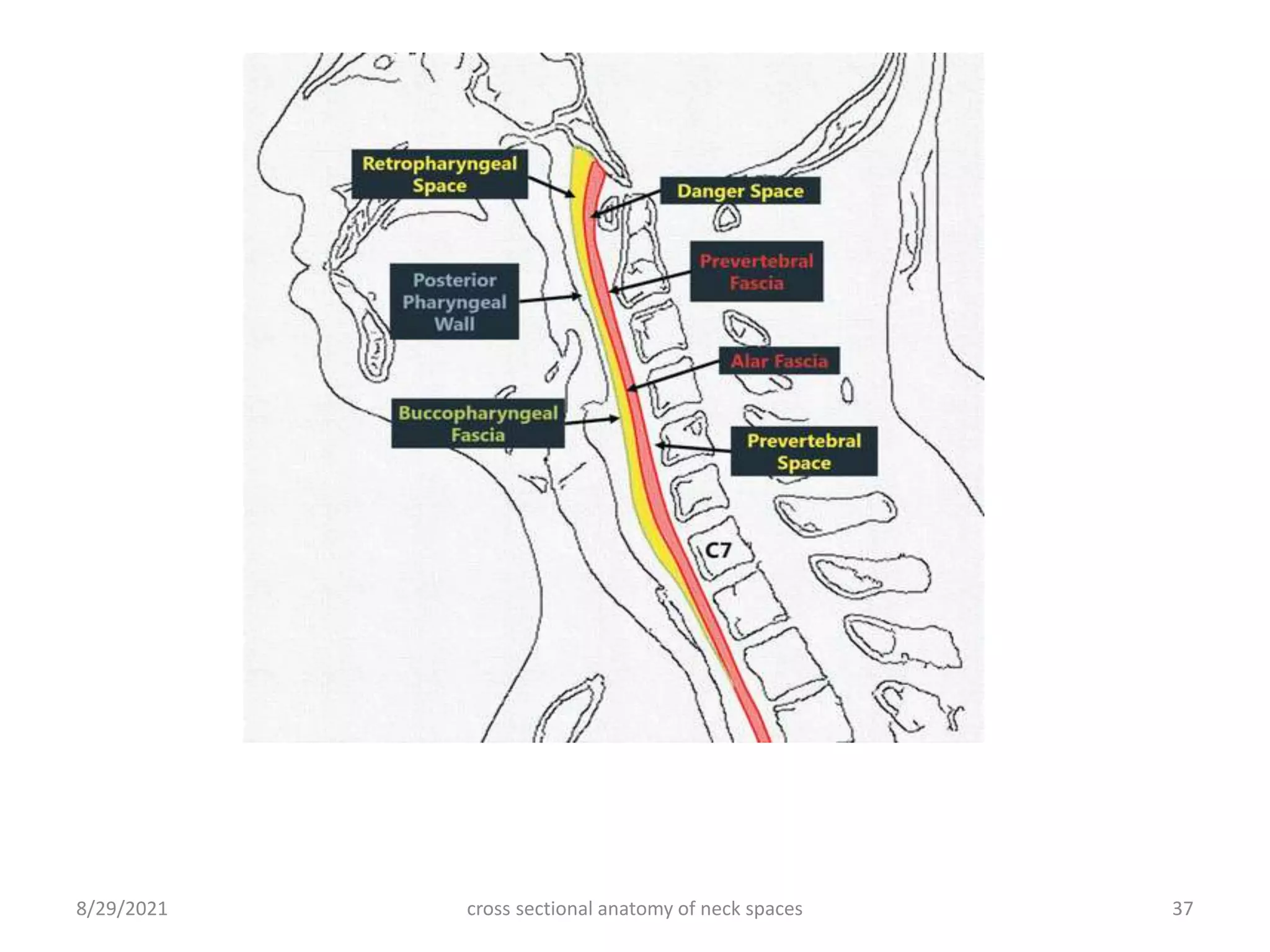cross sectional anatomy of neck spaces 37
8/29/2021
 