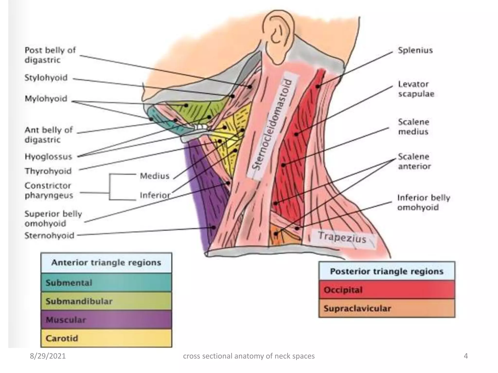 cross sectional anatomy of neck spaces 4
8/29/2021
 