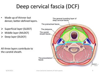 Sldcf Cross sectional anatomy of neck spaces | PPTX