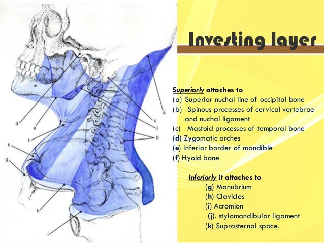 Deep Cervical Fascia Anatomy