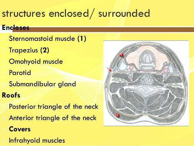 Cross sectional anatomy of the neck