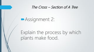 Cross section of a tree | PPTX