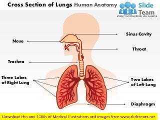 Cross Section of Lungs Human Anatomy
Diaphragm
Sinus Cavity
Throat
Two Lobes
of Left Lung
Nose
Trachea
Three Lobes
of Right Lung
 