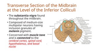 Cross Section of Mid-brain (Neuroanatomy).pptx