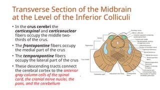 Midcornal Cross Section of Mid-brain (Neuroanatomy).pptx