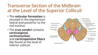 Cross Section of Mid-brain (Neuroanatomy).pptx