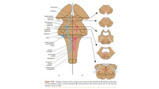 Midbrain Segment Cross Section of Mid-brain (Neuroanatomy).pptx