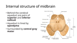 Cross Section of Mid-brain (Neuroanatomy).pptx