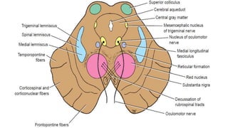 Tectal Midbrain Midbrain anatomy and applied aspects- Dr Sameep Koshti (Consultant ...