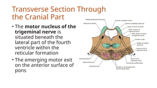 Cross Section of Pons (Neuroanatomy).pptx