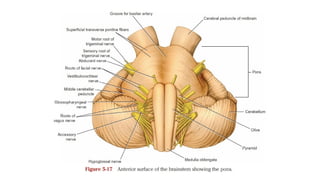 Console Pons Cross Section of Pons (Neuroanatomy).pptx