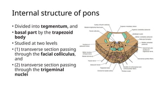 Cross Section of Pons (Neuroanatomy).pptx