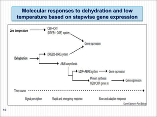 Molecular responses to dehydration and low
temperature based on stepwise gene expression
10
 