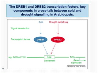 The DREB1 and DREB2 transcription factors, key
components in cross-talk between cold and
drought signalling in Arabidopsis.
11
 