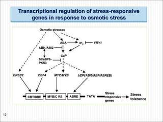 Transcriptional regulation of stress-responsive
genes in response to osmotic stress
12
 