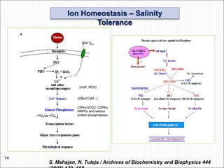 14
S. Mahajan, N. Tuteja / Archives of Biochemistry and Biophysics 444
Ion Homeostasis – Salinity
Tolerance
 