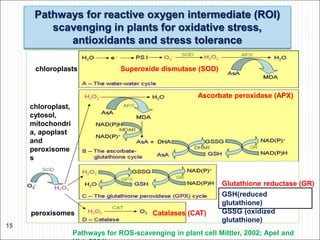 Pathways for reactive oxygen intermediate (ROI)
scavenging in plants for oxidative stress,
antioxidants and stress tolerance
15
Pathways for ROS-scavenging in plant cell Mittler, 2002; Apel and
Superoxide dismutase (SOD)
Ascorbate peroxidase (APX)
Catalases (CAT)
Glutathione reductase (GR)
GSH(reduced
glutathione)
GSSG (oxidized
glutathione)
chloroplasts
chloroplast,
cytosol,
mitochondri
a, apoplast
and
peroxisome
s
peroxisomes
 