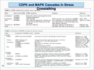 18
CDPK and MAPK Cascades In Stress
Crosstalking
 