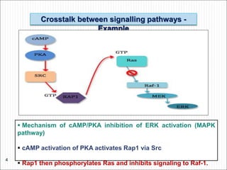 Crosstalk between signalling pathways -
Example
 Mechanism of cAMP/PKA inhibition of ERK activation (MAPK
pathway)
 cAMP activation of PKA activates Rap1 via Src
 Rap1 then phosphorylates Ras and inhibits signaling to Raf-1.
4
 
