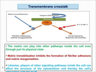 Transmembrane crosstalk
 The matrix can play into other pathways inside the cell even
through just its physical state.
 Matrix immobilization inhibits the formation of fibrillar adhesions
and matrix reorganization.
 Likewise, players of other signaling pathways inside the cell can
affect the structure of the cytoskeleton and thereby the cell’s
5
 